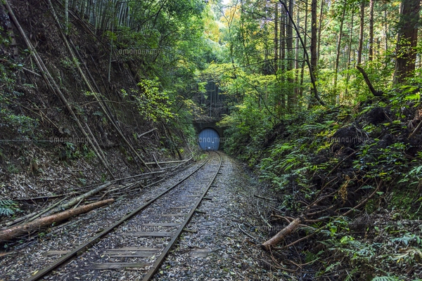 竹林ページ 旧国鉄倉吉線 真っすぐな廃線跡が残る竹林の中腹で線路内に