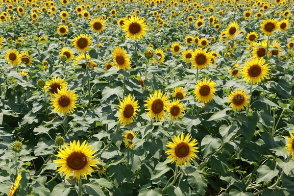 ひまわり32の写真素材 [FYI07790119] | ストックフォトの Qlean
