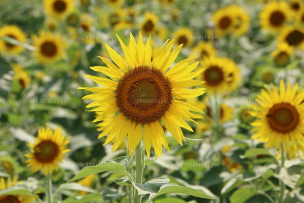 ひまわり32の写真素材 [FYI07790119] | ストックフォトの Qlean Market