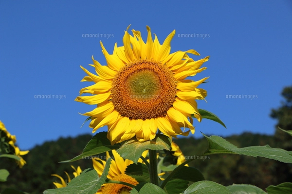 ひまわり32の写真素材 [FYI07790119] | ストックフォトの Qlean