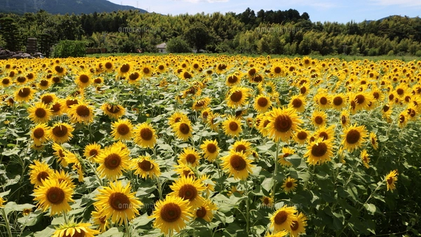 ひまわり Amazon | サカタのタネ 実咲花5630 ミニひまわり 小夏 00905630 | 種・苗