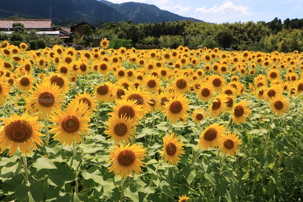 ひまわり32の写真素材 [FYI07790119] | ストックフォトの Qlean Market