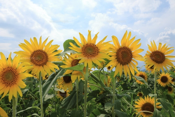 ひまわり32の写真素材 [FYI07790119] | ストックフォトの Qlean