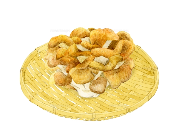 赤い毒キノコ（ベニテングタケ）セット 手描き水彩イラストの