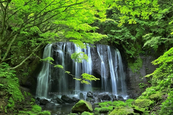 新緑の達沢不動滝の写真素材 [FYI07794312] | ストックフォトの Qlean 