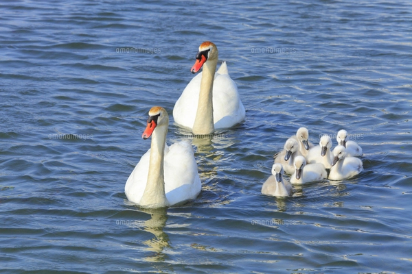白鳥の親子の写真素材 [FYI07810154] | ストックフォトの Qlean Market