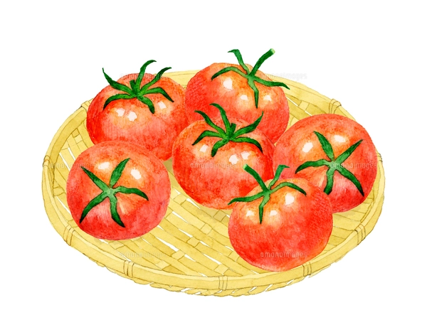 赤色のトマトのセット 夏野菜の手描き水彩イラスト素材の