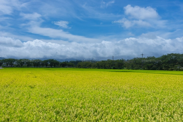 兵庫県三田市、夏の水田風景の写真素材 [FYI07812982] | ストック
