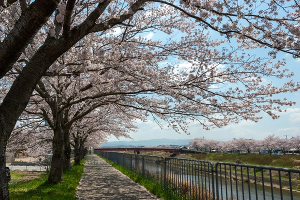 兵庫県三田市、夏の水田風景の写真素材 [FYI07812982] | ストック