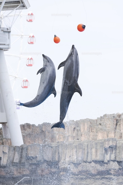 イルカショーのジャンプ（名古屋港水族館）の写真素材 [FYI07827521
