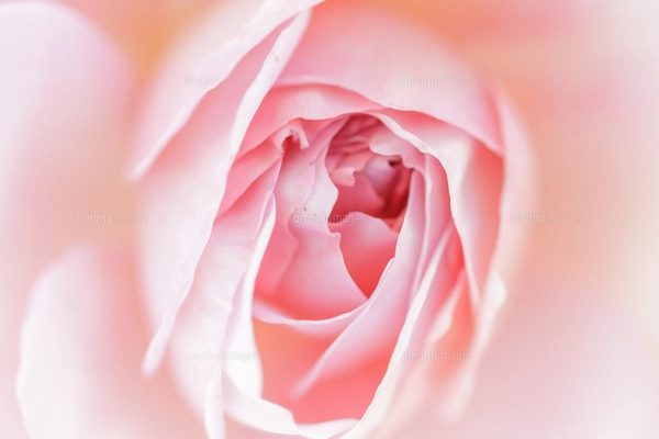 中心が濃いピンク色のバラ（ピエールドロンサール バラ）の花とつぼみ