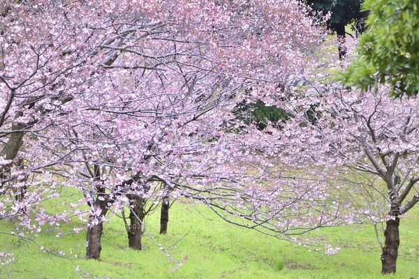 青葉の森公園に咲く満開のサクラの花（バラ科サクラ亜科サクラ属）の