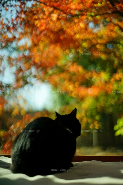 原画】黒猫と秋の庭園(額付き) 水彩画・原画「猫と秋の庭」