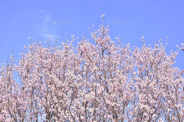 白梅（バラ科サクラ属の落葉高木）の白い花とつぼみと枝と青空の写真