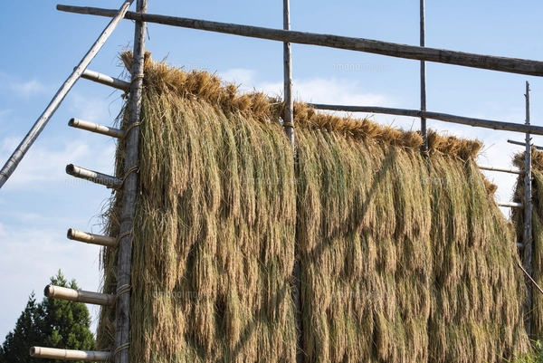 ビワの花 蕾 木 水彩のイラスト素材 [FYI03441411] | ストックフォトの