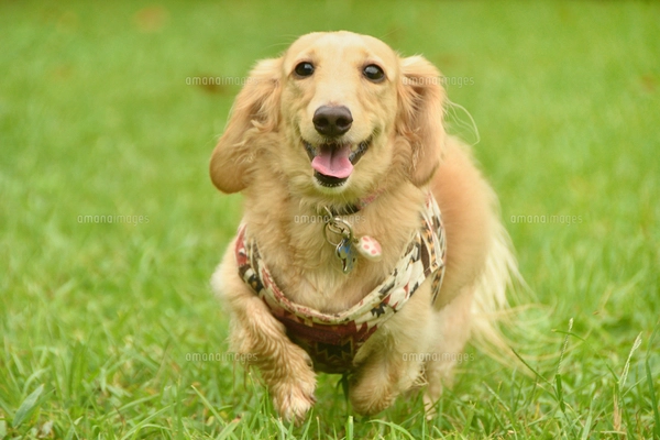 シェルティー（お座りポーズ） 僕のお座り姿は、二等辺三角形✊💕 #シェットランドシープドッグ