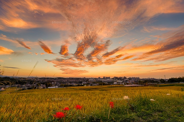 美しい夕焼けの風景画藤原横95縦64