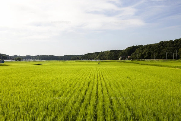 田植え113日後・稲刈り間近の田んぼの風景（8月24日）／田んぼの