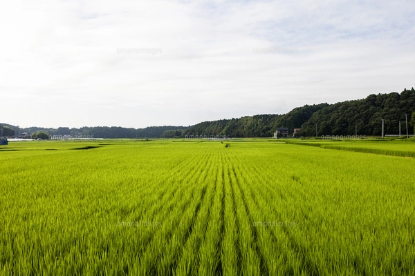 梅雨空の田んぼの風景・田植え64日後（7月6日）／田んぼの一年の