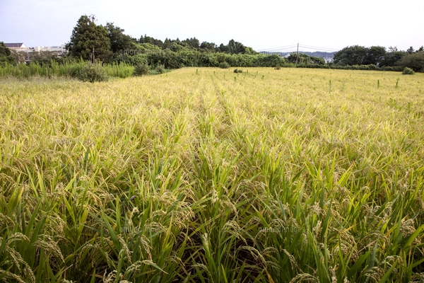 おかぼ 分げつを始めた陸稲（おかぼ）の苗（6月9日）の写真素材 [FYI07878155