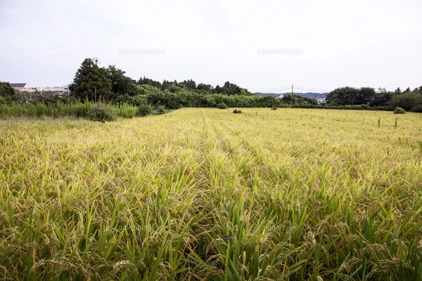 たわわに実った黄金色の陸稲（おかぼ）の畑の写真素材 [FYI07868083