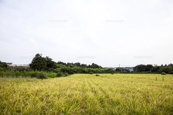 分げつを始めた陸稲（おかぼ）の苗（6月9日）の写真素材 [FYI07878155
