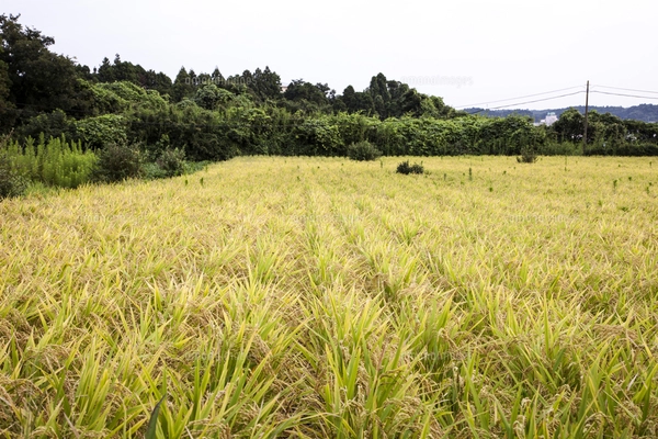 畑に直播される陸稲（おかぼ）の苗（6月9日）の写真素材 [FYI07878168
