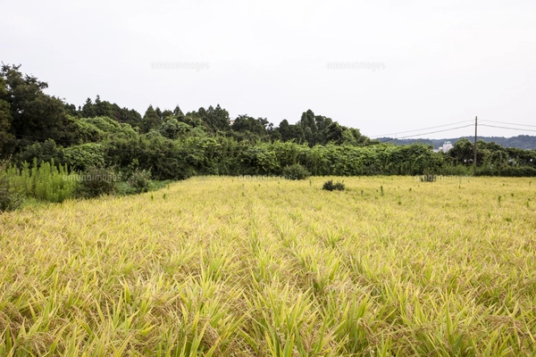 稲穂が実ってきた陸稲（おかぼ）の株（8月20日）の写真素材