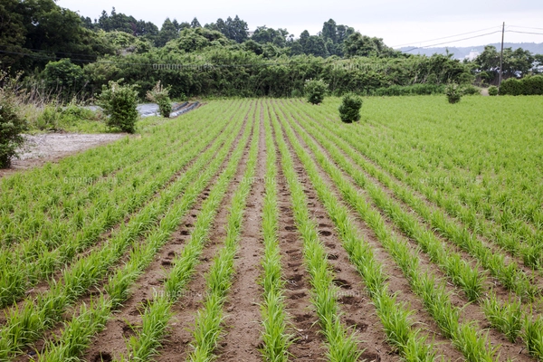 畑に直播される陸稲（おかぼ）の苗（6月9日）の写真素材 [FYI07878168