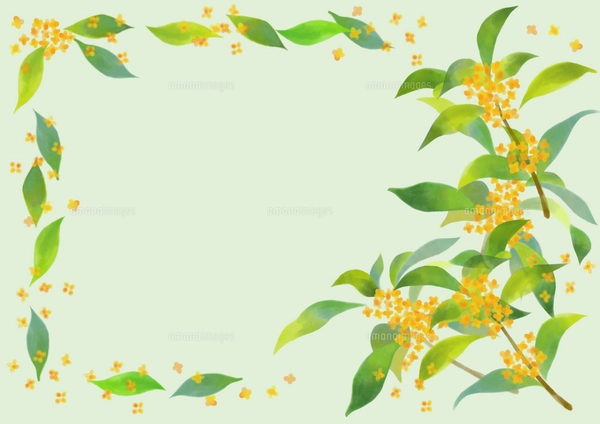 金木犀の水彩画風イラストのイラスト素材 [FYI07877586] | ストック