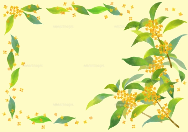 金木犀の水彩画風イラストのイラスト素材 [FYI07877586] | ストック