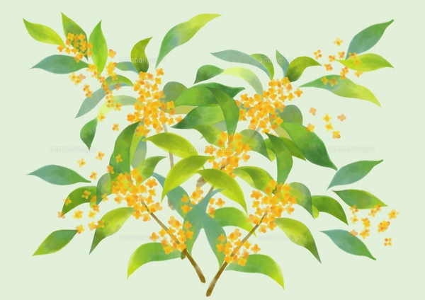油彩画　金木犀 eeaa25a3ac2ce94db8f2ceae5de0f2