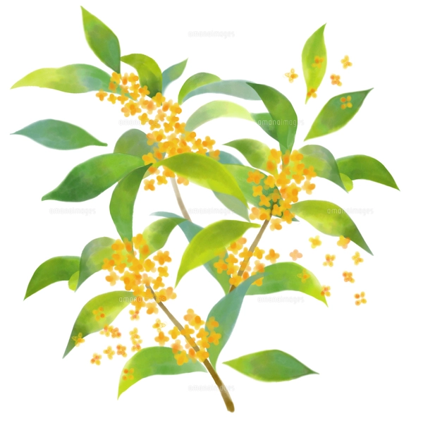 金木犀の水彩画風イラストのイラスト素材 [FYI07877602] | ストック