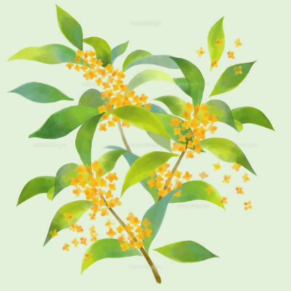 金木犀の水彩画風イラストのイラスト素材 [FYI07877601] | ストック