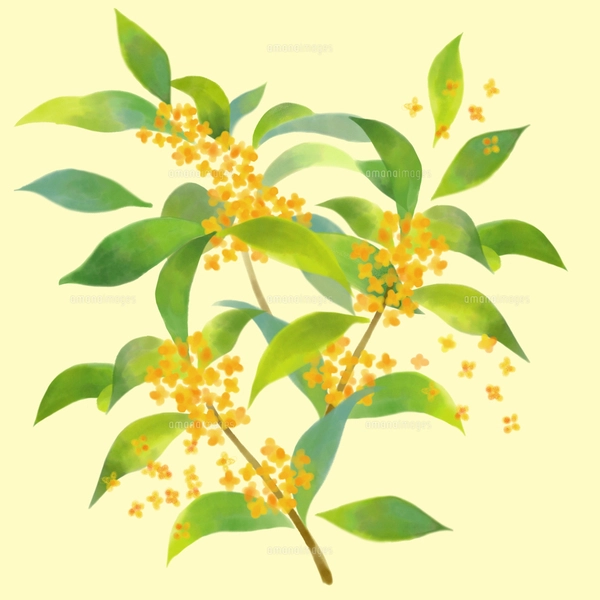 金木犀の水彩画風イラストのイラスト素材 [FYI07877601] | ストック