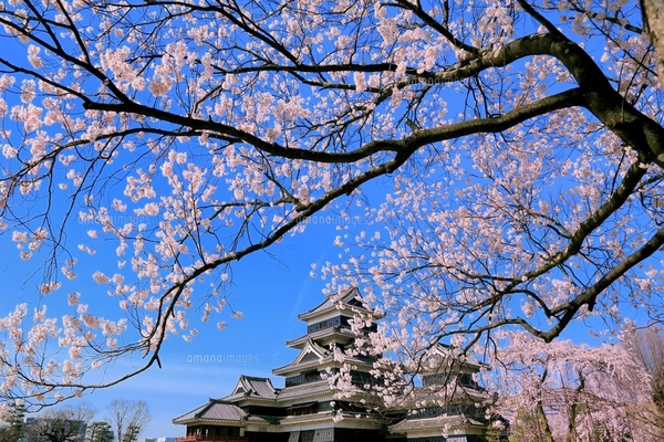 松本城と桜に北アルプス（常念岳）眺望の写真素材 [FYI07880962