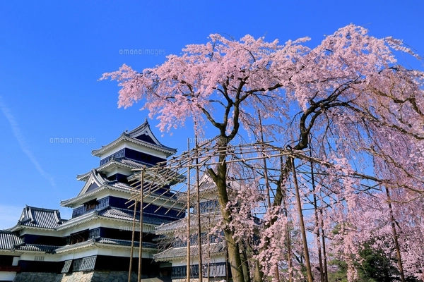 松本城と桜に北アルプス（常念岳）眺望の写真素材 [FYI07880962