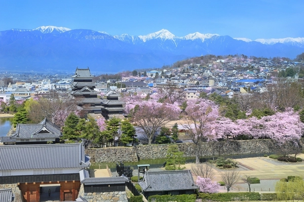 松本城と桜に北アルプス（常念岳）眺望の写真素材 [FYI07880962