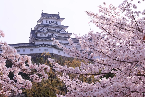 姫路城東面と桜の写真素材 [FYI00735307] | ストックフォトの Qlean