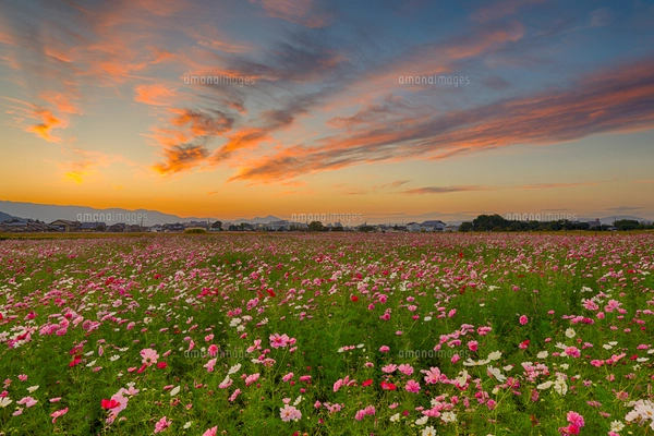 美しい夕焼けの風景画藤原横95縦64