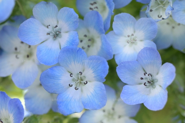 ジャスミン画像 13,077 Jasmine Flower Stock Photos, High-Res Pictures, and
