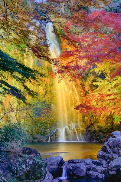 紅葉の箕面大滝ライトアップの写真素材 [FYI07902457] | ストック