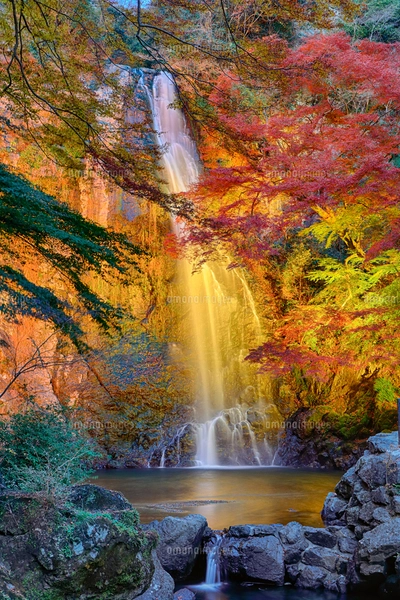 紅葉の箕面大滝ライトアップの写真素材 [FYI07902457] | ストック