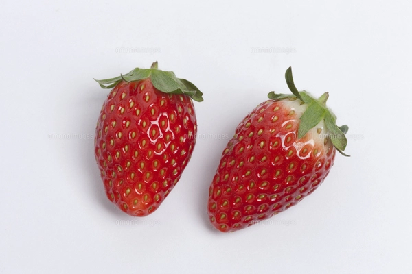 いちご2個の写真素材 [FYI04782458] | ストックフォトの Qlean Market