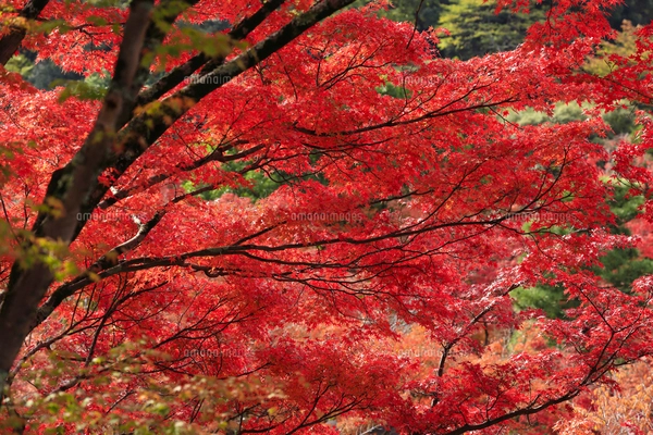 紅葉ページ 朝日で赤く染まる蔦沼の紅葉の写真素材 [FYI04794506