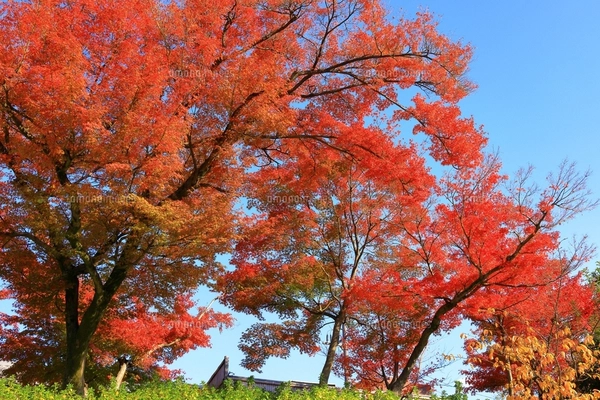 紅葉ページ 朝日で赤く染まる蔦沼の紅葉の写真素材 [FYI04794506