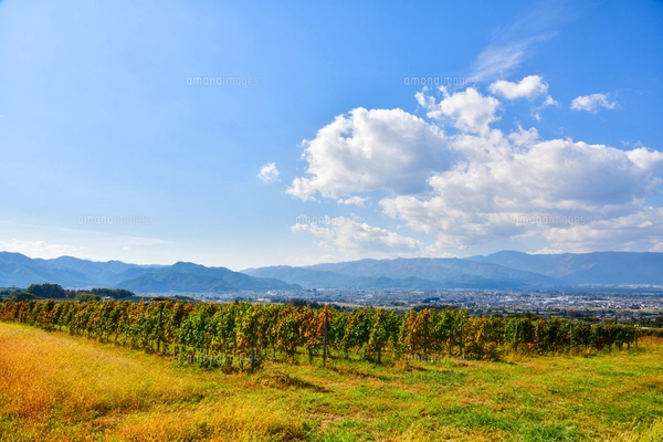 晩秋の見沼田んぼの畑と富士山の写真素材 [FYI04073235] | ストック