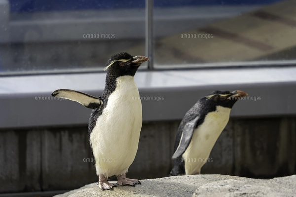 魚 お 皿 ペンギンベビー 白 – ドイツ·ザイフェンの木のおもちゃ