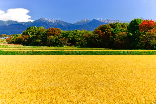 風景画 秋の山と田畑 金色フレーム Amazon.co.jp: 絵画 田園地帯の夕日