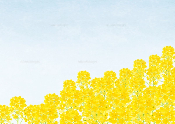 水彩で描いた菜の花畑と蝶の手描きイラストのイラスト素材
